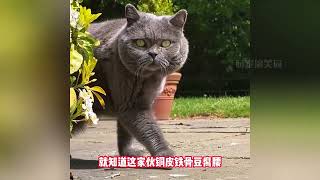 狸花猫永不为奴，打遍各国名猫，做铲屎官的主子，还有谁不服？