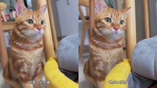 宝宝，离他们远一点#阿福是只橘猫 #好运小猫