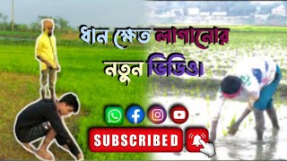 আমাদের গ্রামের ধান ক্ষেত লাগানো নিয়ে নতুন ব্লগ ভিডিও🌾🥰