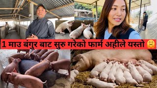 एक माउ बाट सुरु गरेको बंगुर फार्म अहीले यत्रो🤗💰🐖गर्न सके बंगुर फार्मले राम्रो आम्दानी दीन्छ