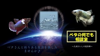 ベタの雑談と今日の出来高・・・！【2022年6月23日】ベタの何でも相談室