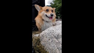 浅瀬を歩いて岩に上がるコーギー / A corgi walks through shallow water and climbs into a boulder #corgi #コーギー #サクラ