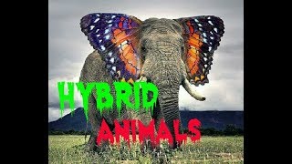 HYBRID ANIMALS MADE BY SCIENTISTS.|| SCIENCE CATCHER
