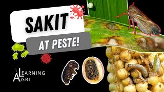 Major Pests and Diseases of Key Crops in the Philippines