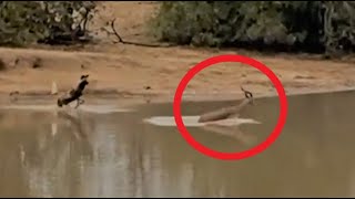 Wild Dogs Chase Impala into Water | Kruger National Park