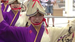 すみれ小町①＠2016　ワカバウォーク・熊本地震チャリティーよさこい