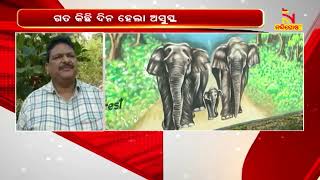 ଚିକିତ୍ସାଧିନ ଅବସ୍ଥାରେ ହାତୀ ମୃତ | NandighoshaTV