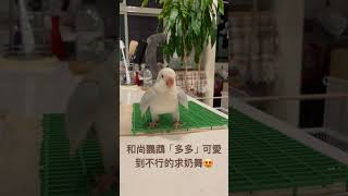 和尚鸚鵡🦜多多的求奶舞可愛到快被融化了🫠