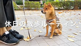 【休日ルーティン】柴犬と暮らすアラサー独身男2人ルームシェアの休日