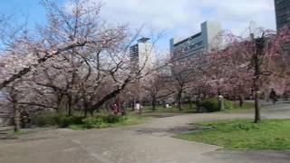 大阪城公園の桜2020