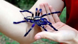 Handling the Blue Tarantula (Poecilotheria metallica)