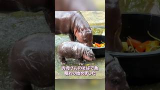 この小さなカバ、可愛すぎる！