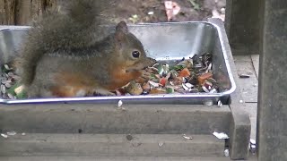 ニホンリス（井の頭自然文化園）：Japanese squirrel (Inokashira Park Zoo)