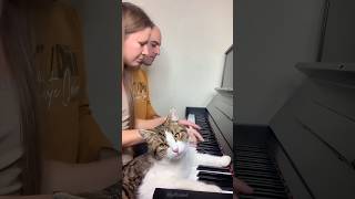 This is true music. #mycatchannel #cat #funnypet #funny #catchannel #funnycat #ytcat