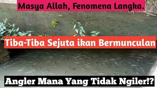 Geger... Fenomena munculnya ribuan ikan.