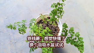 铁线蕨：僵苗，不发新芽，换自吸水盆试试！Maidenhair fern: Stagnant growth,try switching to a self-watering pot!