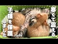 寒くて震える子猫を保護しました Part5　#子猫 #保護猫 #子猫保育園