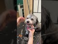 Short haircut on a Havanese dog