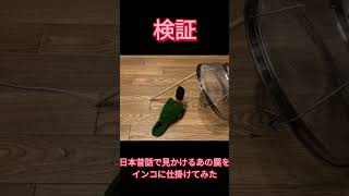 例の罠をインコに仕掛けてみた（A parrot in a classic Japanese trap）#shorts #動物 #かわいい #おもしろ