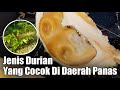 ANTARA DURIAN MUSANGKING, BAWOR, DAN OCHE, YANG MANA COCOK DI TANAM DI DAERAH PANAS❓