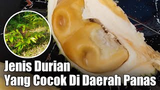 ANTARA DURIAN MUSANGKING, BAWOR, DAN OCHE, YANG MANA COCOK DI TANAM DI DAERAH PANAS❓