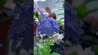 【蓝胖小花匠🎏】阳台养花夏季要不要遮阳？这个视频告诉你答案～ #我的阳台小花园 #养护小知识 #爱生活爱养花 #封闭阳台养花 #夏季养花