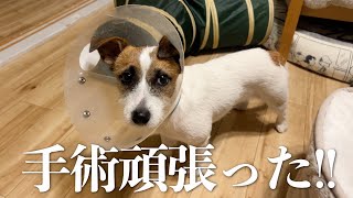 【去勢手術】普段元気な子犬がしょんぼりしてると心が痛くなります/ジャックラッセルテリア