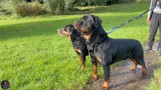 Morning Routine With Our Rottweilers - Part 1