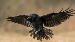 Majestic Beasts of the Grasslands #animalfactsvideo