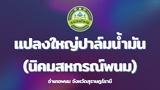 แปลงใหญ่ปาล์มน้ำมัน(นิคมสหกรณ์พนม) อำเภอพนม จังหวัดสุราษฎร์ธานี