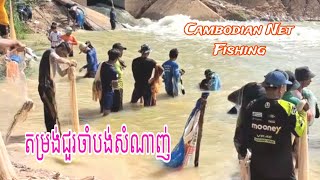 អ្នកមកបង់សំណាញ់ថ្ងៃនេះច្រើនមែនទែនបងប្អូន | Cambodian Fishing Season #mylifekh #fishlifekh #fishing