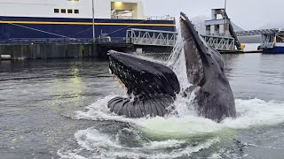 Giant Humpback Whale Emerges Just 2m From Pier in Jaw-Dropping Moment