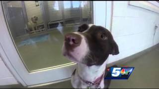 Rescuers hope justice prevails for Eden dogs