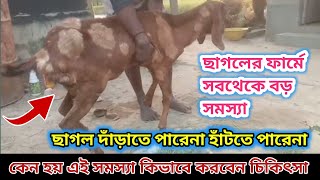 ছাগলের ফার্মে সবথেকে বড় সমস্যা ছাগল দাঁড়াতে পারেনা হাঁটতে পারেনা