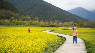 明早單攻＃雪山東峰 ！👊＃武陵農場露營區 、可愛小木屋過一夜＃油菜花田＃櫻花（129）