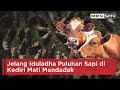 Jelang Iduladha Puluhan Sapi di Kediri Mati Mendadak | Beritasatu