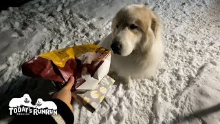 いただいたお土産を持ち出したアランです　Great Pyrenees　グレートピレニーズ