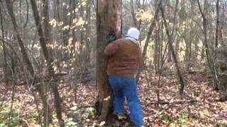 TREE BEASTING A BEHEMOTH