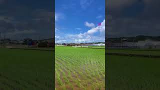 田舎の田んぼ風景　#shorts