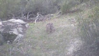 Iberian Lynx - Sierra De Andujar - Spain Feb 2016