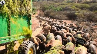 Granja de jabalíes - Cómo se domestican y crían millones de jabalíes