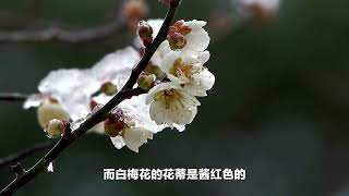 绿萼梅就是白梅花吗？——揭秘一朵神奇的花