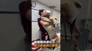 【可愛動物】麻藥剛退還在茫...萌汪：吃我一套醉拳！｜搞笑｜萌寵｜狗狗