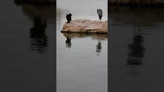 カワウとアオサギが仲良く並んで羽づくろい～Great cormorant and gray heron feather together～