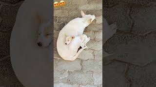 தாய் நாய் குட்டியோட பாசத்தை பாருங்க இதுதான் அன்பு😍#Shorts#Viral#Trending#tyshorts#￼status#Tami#Dog#