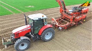 Steine sammeln \u0026 Kartoffeln ernten - Massey Ferguson - Betriebsablauf - Potato harvest in Germany