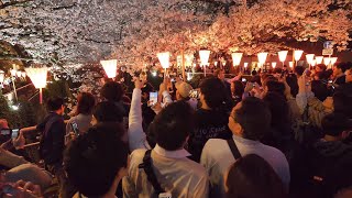 4K・Sakura on Meguro river from end to end - part 1