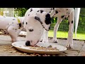 dalmatian pups get first taste of outside world wonderful world of puppies bbc earth