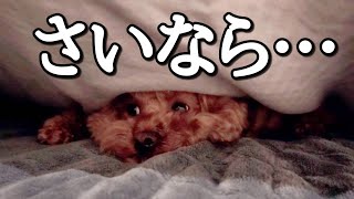 愛犬が素っ気なくて寂しいです。　トイプードルのTaruto\u0026Rasuku