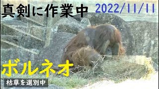 退屈して大あくび連発。枯草で寝床作り　オランウータン　多摩動物公園　484　12：44～13：21